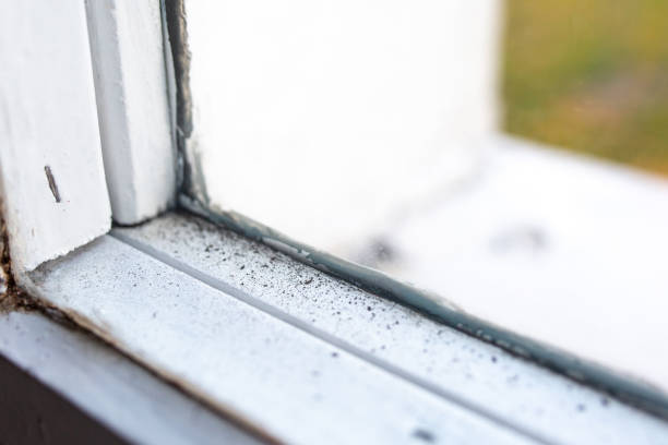 Best Comprehensive Air Testing for Mold Contaminants  in Saranac Lake, NY