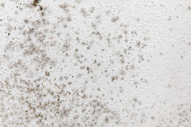 Best Mold Documentation for Insurance Claims  in Saranac Lake, NY