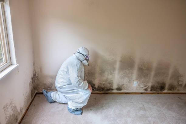 Professional Mold Removal in Saranac Lake, NY