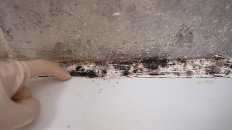 Best Attic Mold Removal  in Saranac Lake, NY